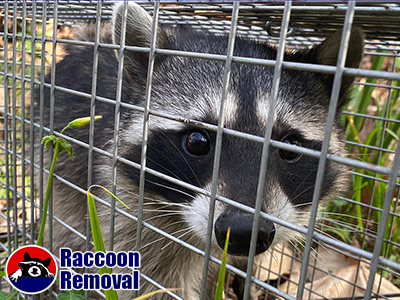 West Palm Beach raccoon trapping